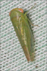 Rosopaella leurensis
