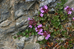 Thymus altaicus