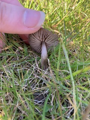 Nolanea edulis concentrica