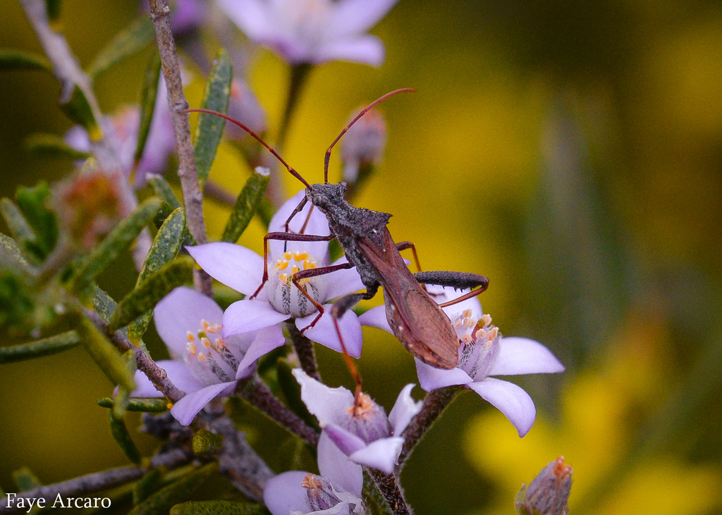 Riptortus relictus