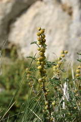 Artemisia santolinifolia
