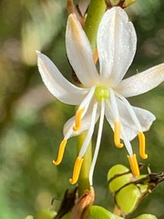 Corynotheca