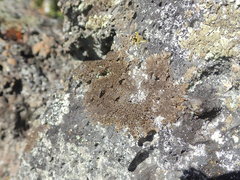 Xanthoparmelia verrucella