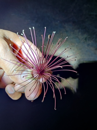 Image of Capparis zeylanica by (c) Ashwin Viswanathan, some rights reserved (CC BY)