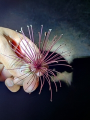 Capparis zeylanica