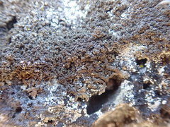 Xanthoparmelia verrucella