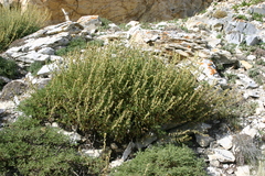 Artemisia santolinifolia
