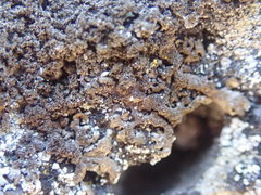 Xanthoparmelia verrucella