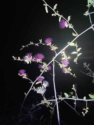 Image of Capparis zeylanica by (c) Ashwin Viswanathan, some rights reserved (CC BY)