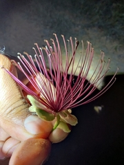 Capparis zeylanica