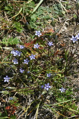 Comastoma malyschevii