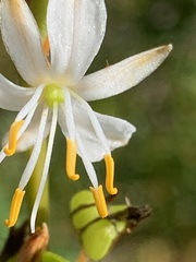 Corynotheca
