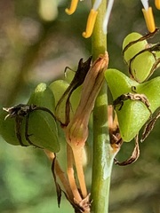 Corynotheca