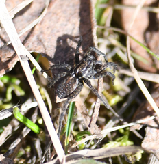 Pardosa vancouveri
