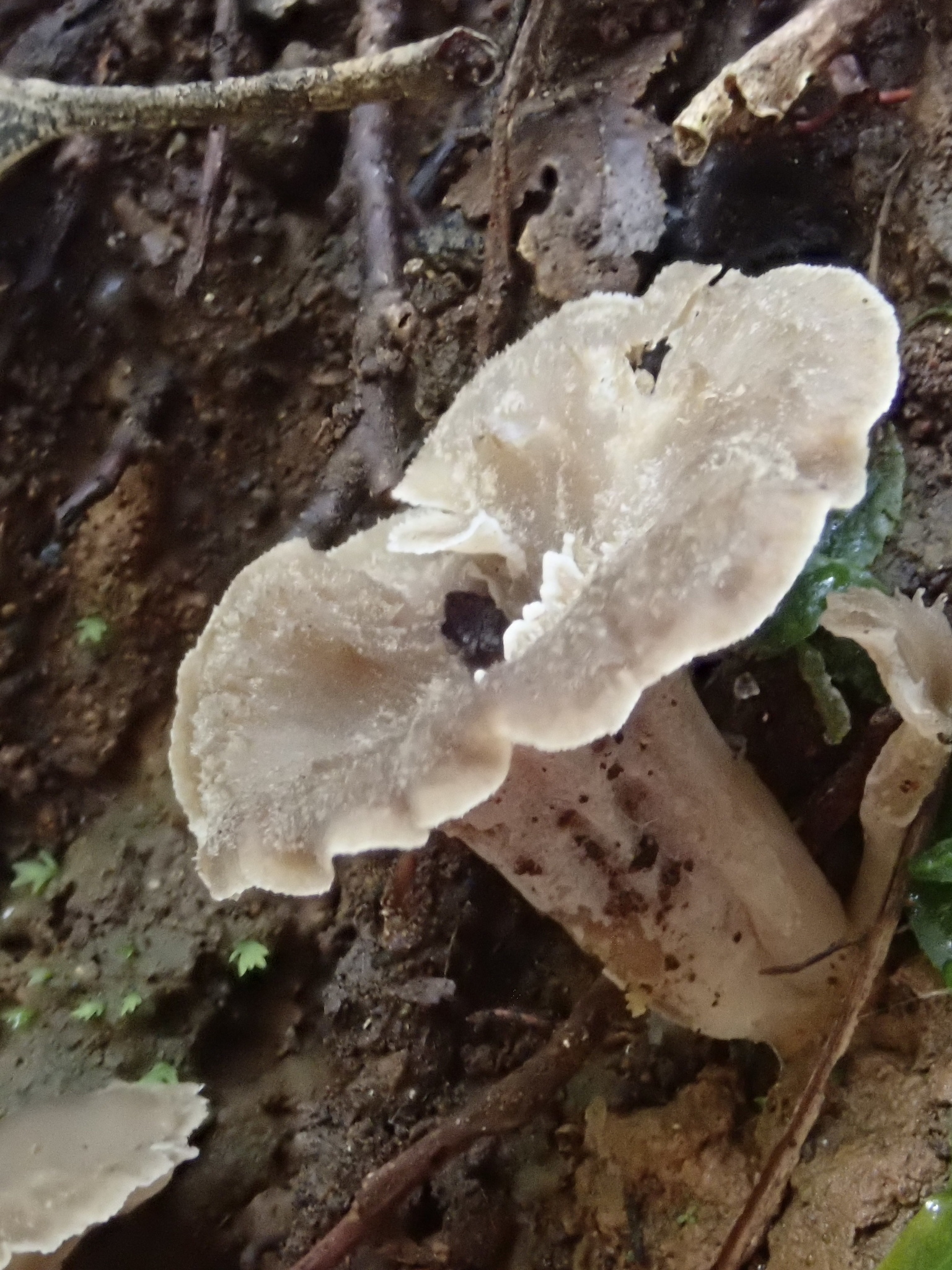 Pseudocraterellus Undulatus (Pers.) Rauschert