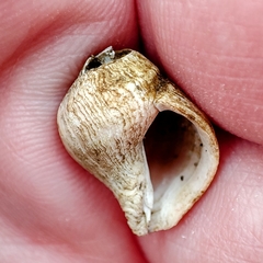 Gastropoda
