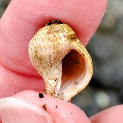 Gastropoda