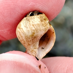 Gastropoda