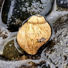 Gastropoda