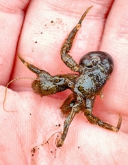 Pagurus hirsutiusculus