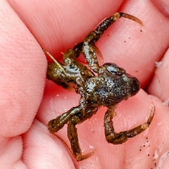 Pagurus hirsutiusculus
