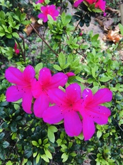 Rhododendron pulchrum phoeniceum