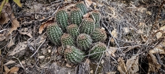 Echinocereus stolonifer tayopensis