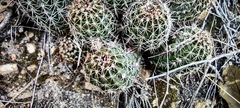 Echinocereus stolonifer tayopensis