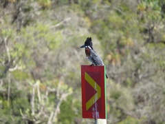 Megaceryle maxima maxima