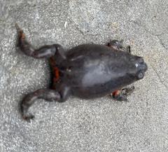 Pseudophryne bibronii