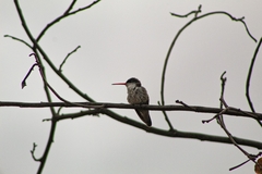 Leucolia violiceps