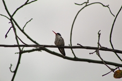 Leucolia violiceps