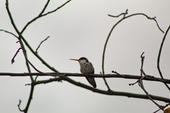 Leucolia violiceps
