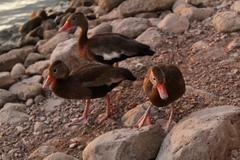 Dendrocygna autumnalis
