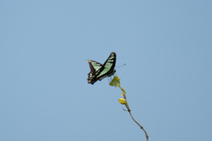 Graphium cloanthus