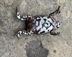 Pseudophryne bibronii