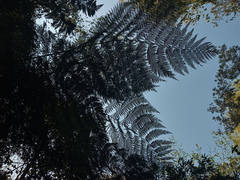 Lophosoria
