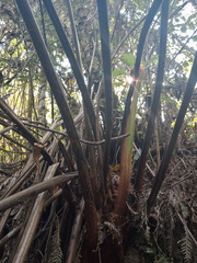 Lophosoria