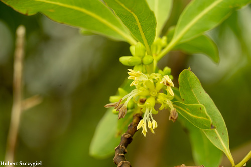 Coprosma longifolia