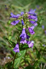 Penstemon ovatus