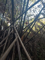 Lophosoria