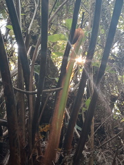 Lophosoria