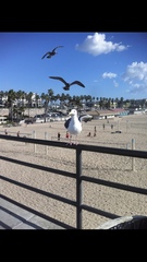 Larus occidentalis