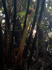 Lophosoria