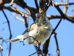 Melithreptus brevirostris