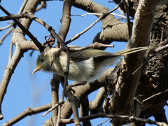 Melithreptus brevirostris