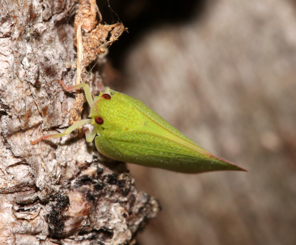 Siphanta acuta in August 2018 by juliegraham173 · iNaturalist