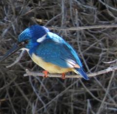 Alcedo semitorquata