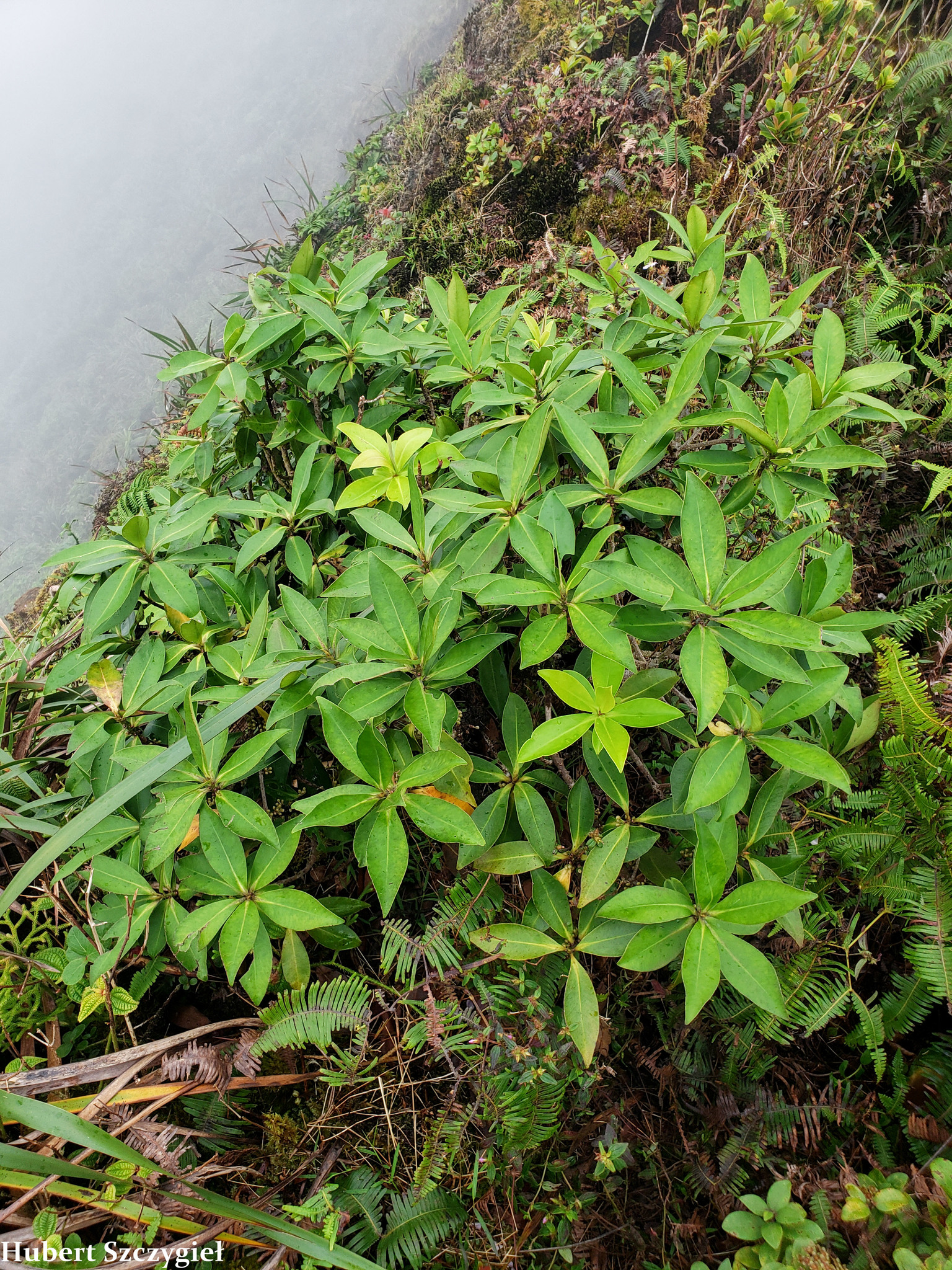 Myrsine degeneri
