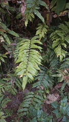 Phanerophlebia